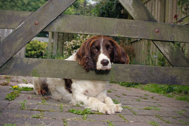 Bryher the Springer Spaniel