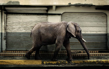 Street Elephant P420