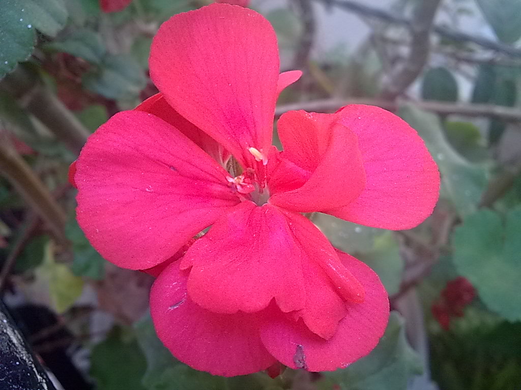 a pink flower