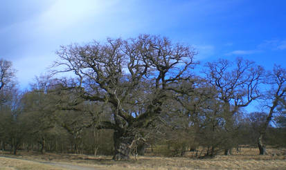 el arbole gigante