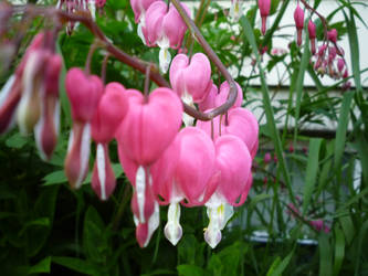 Bleeding Hearts