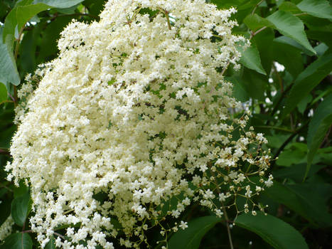 Elderberry