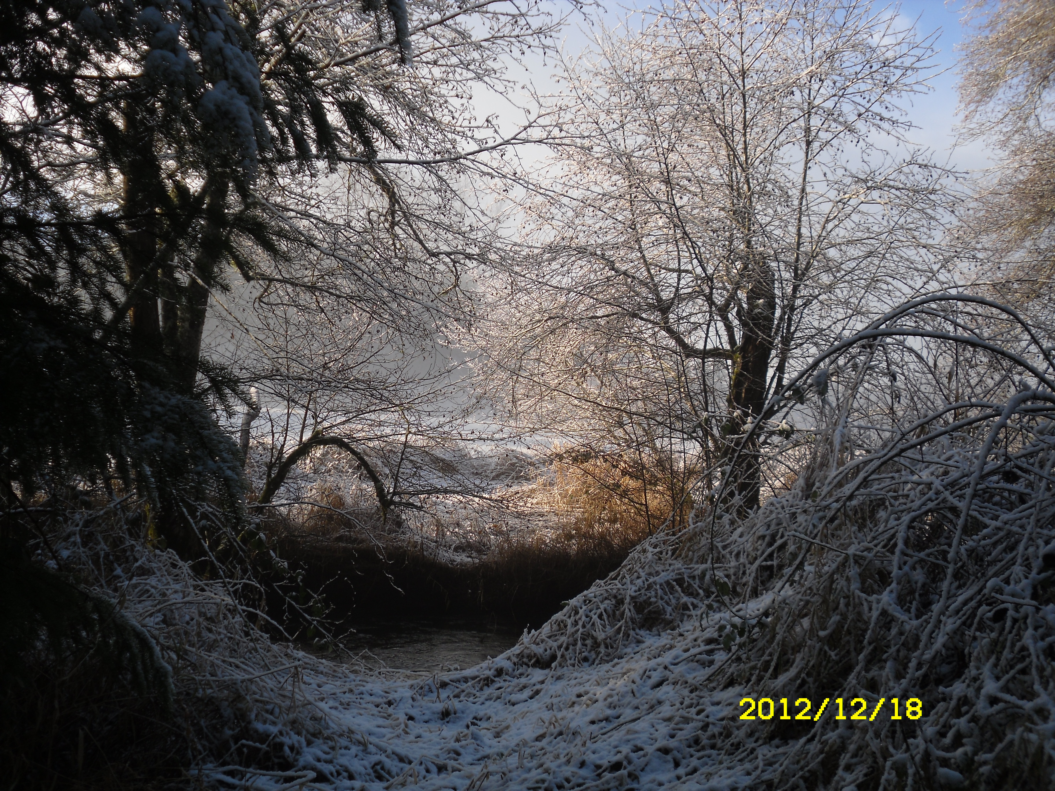 Trees in snow