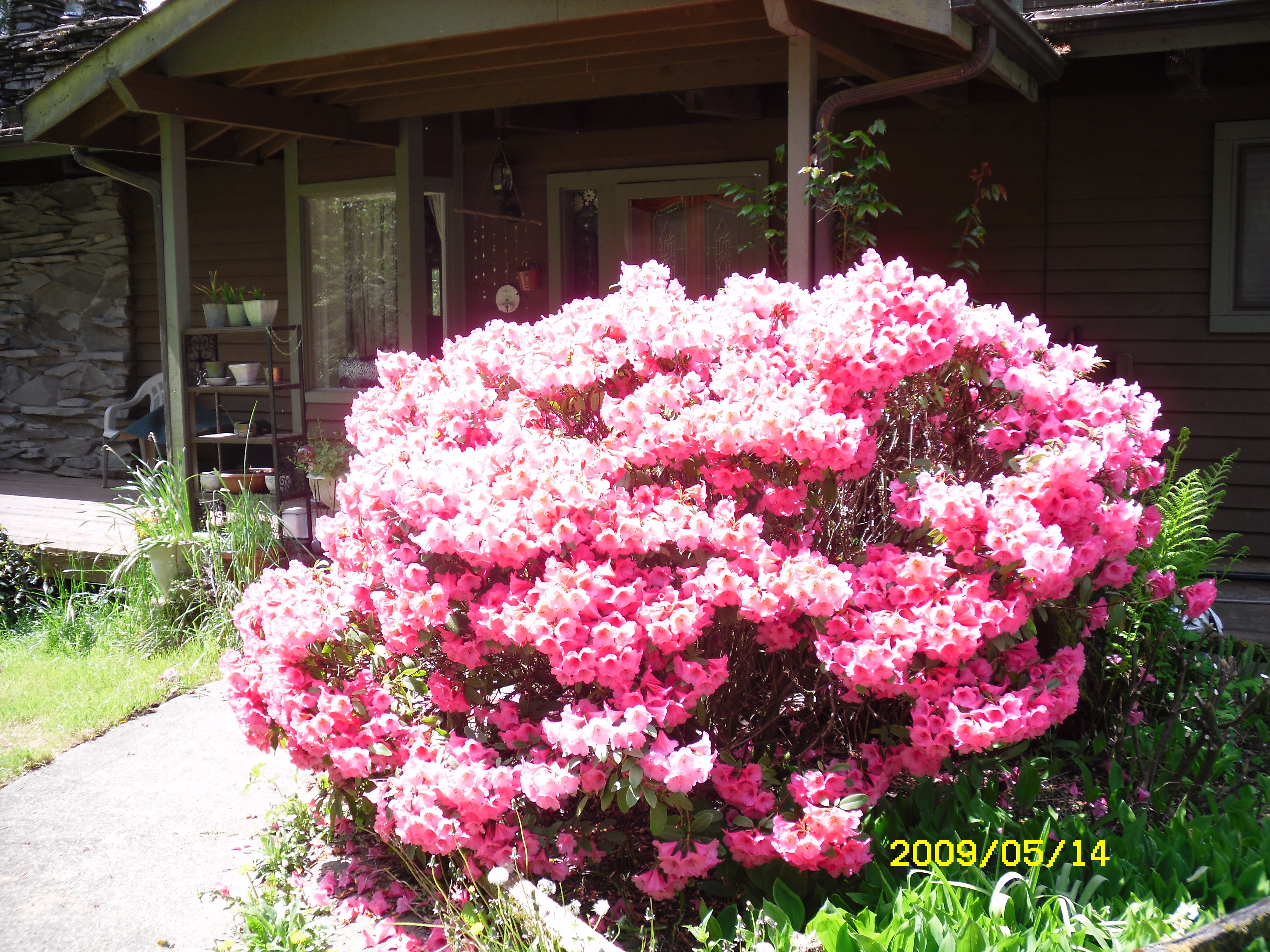 Rhododendron in the front of the house