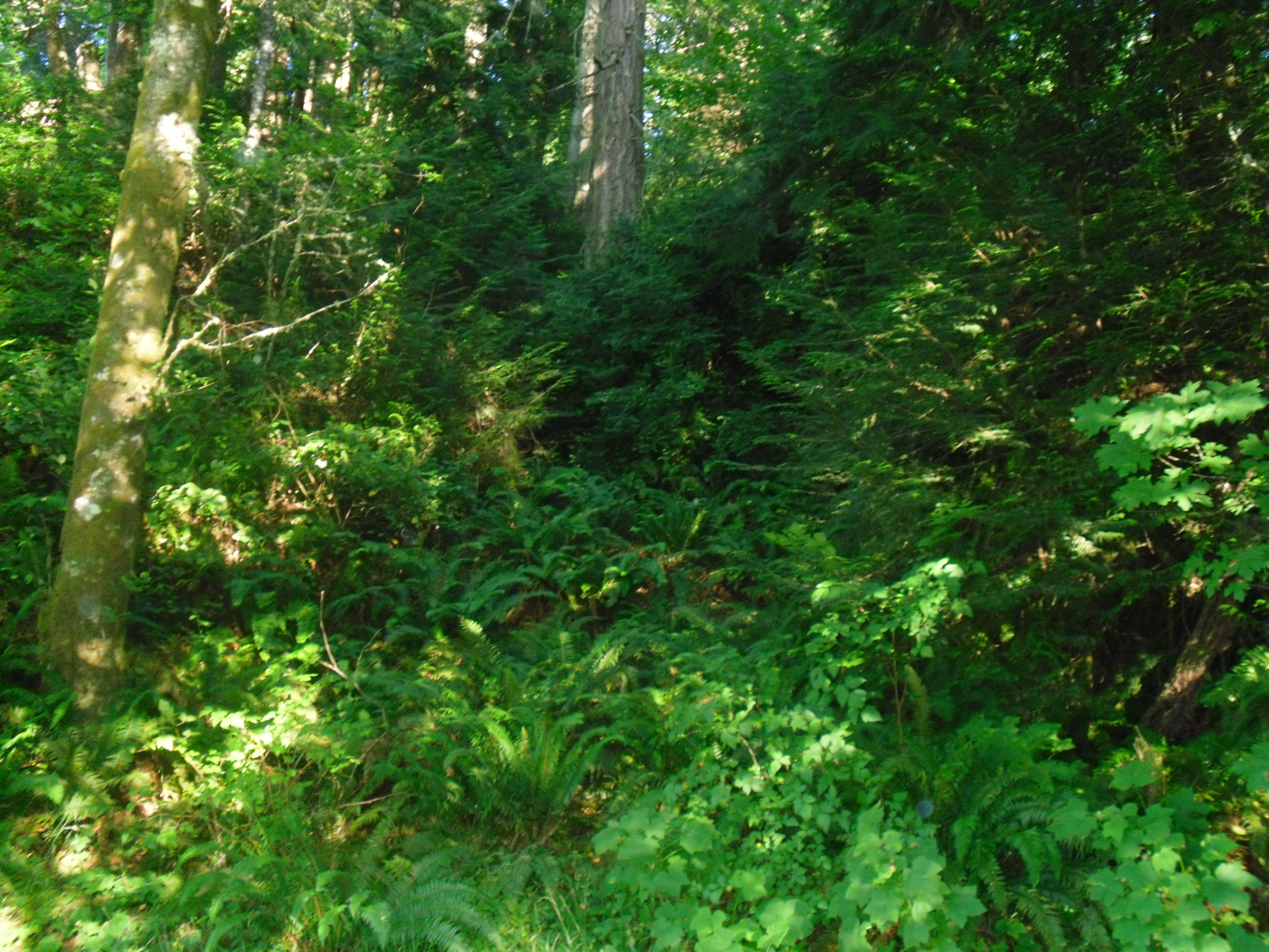 Hill of ferns