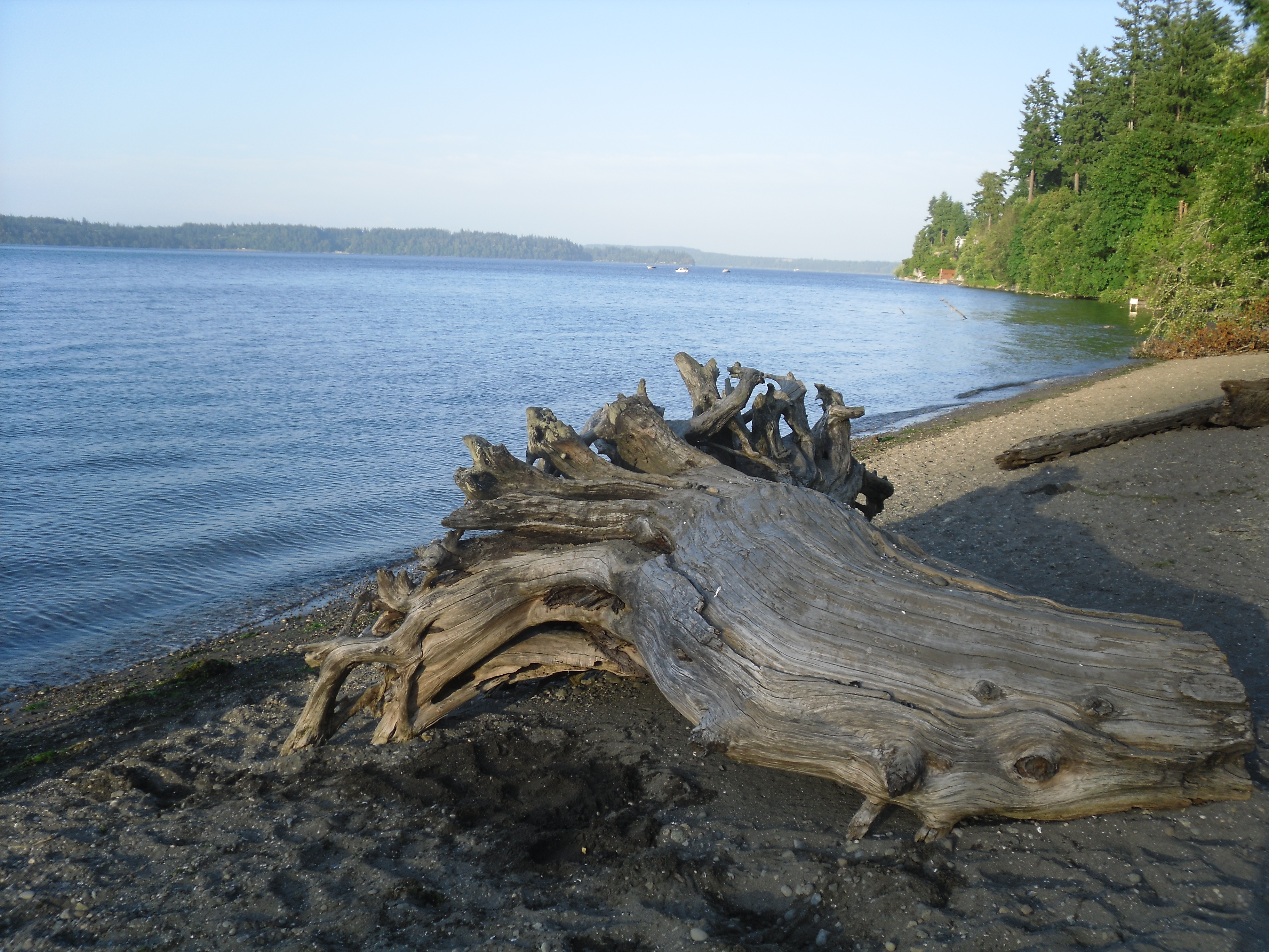 Old dead tree on the beach