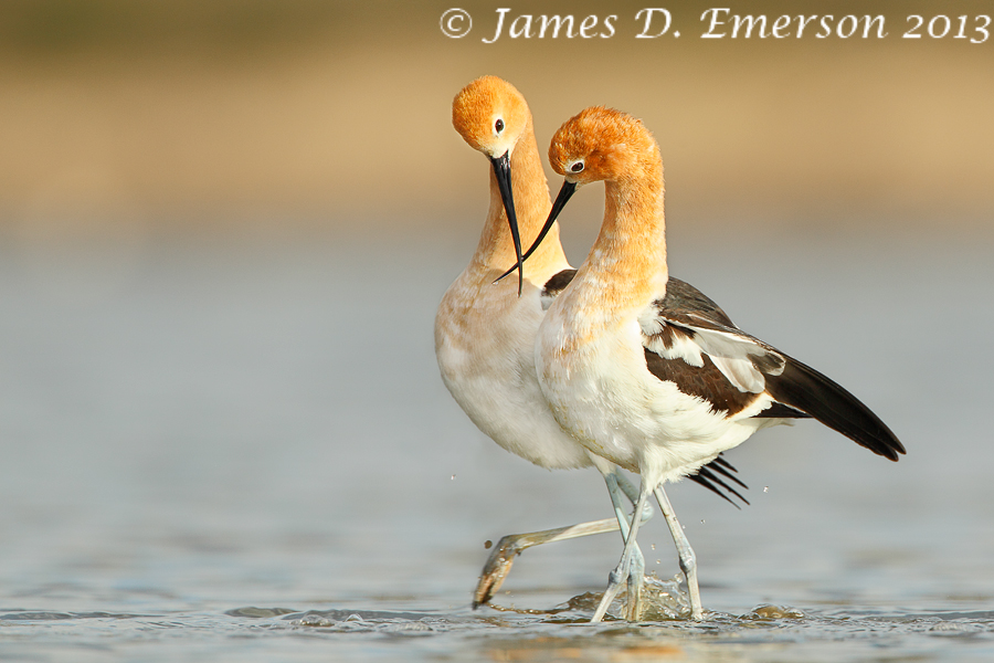 American Avocet Post-Copulatory Dance