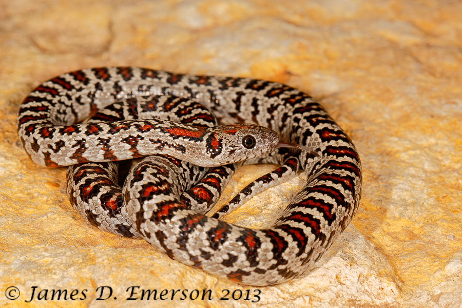 San Luis Potosi Kingsnake