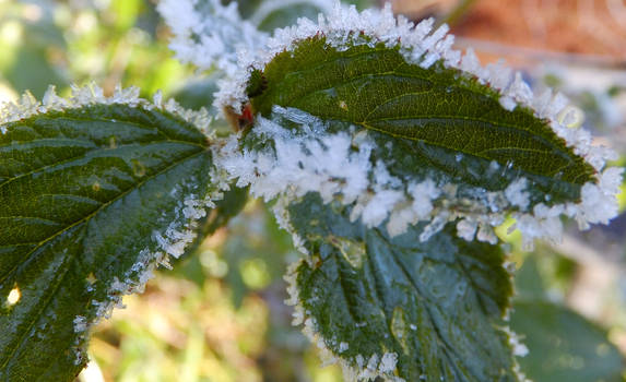 Icy Leaf:3