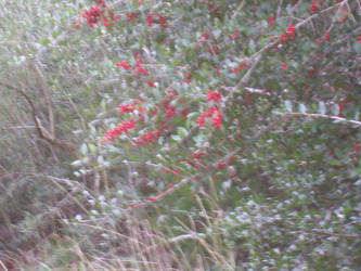 Red Berries