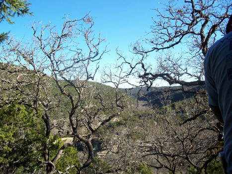 some of the trees