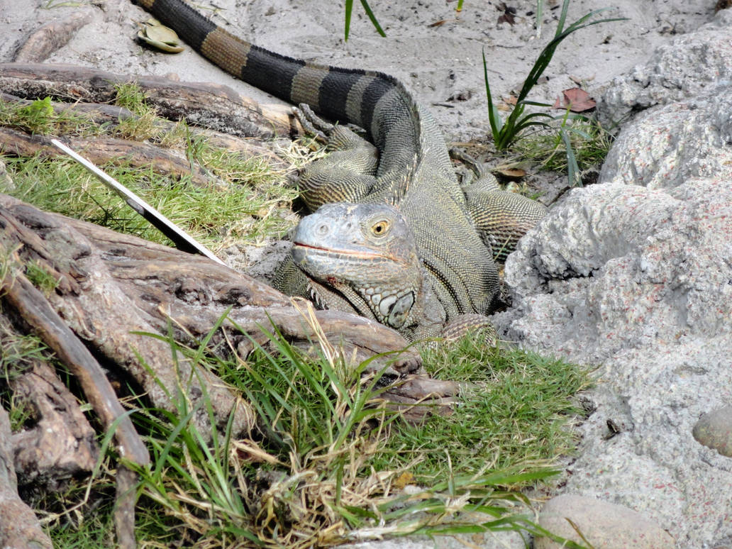 Resting Reptile by TheEndOfPretend on DeviantArt