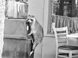 Trash Panda in Action BW