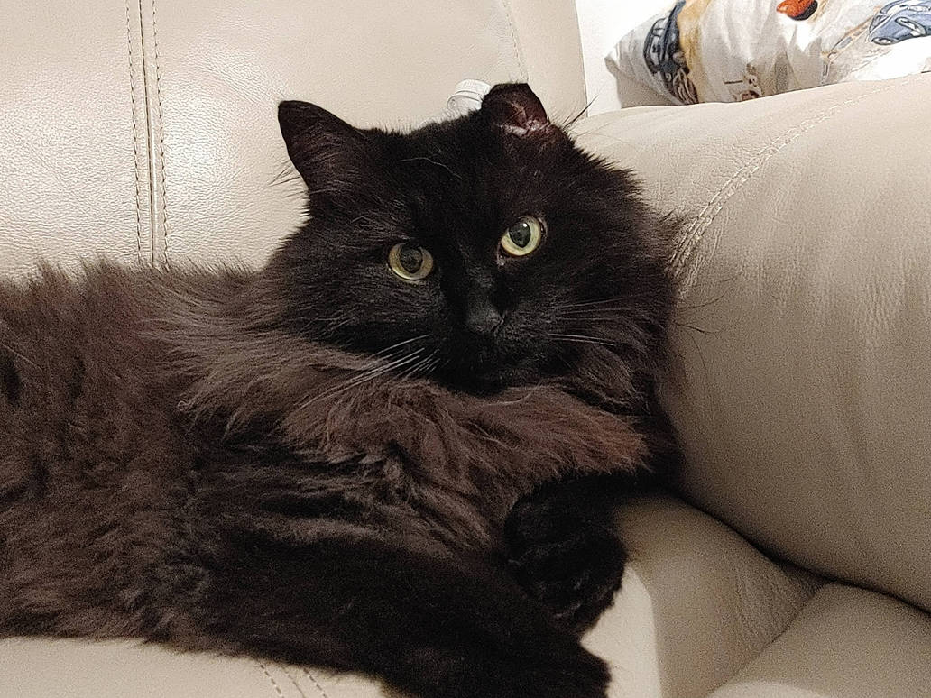 Peaceful Kitty, Mocha 1 by TheEndOfPretend on DeviantArt