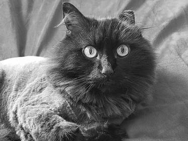 Golden Eyes - Mocha - Black and White