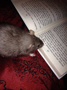 Reading Rattie