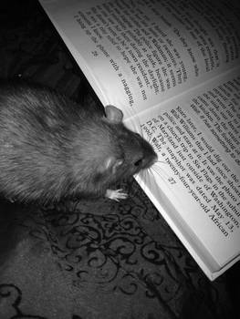 Reading Rattie - Black and White