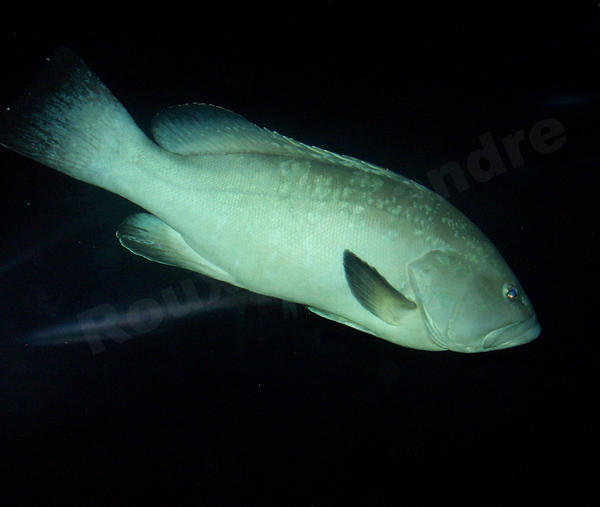 merou big fish by Alexorca on DeviantArt