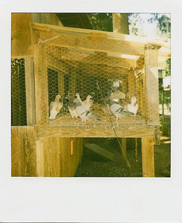 In The Aviary