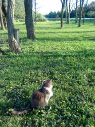 Cats and dandelions 30