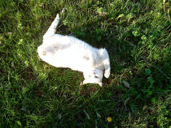 Cats and dandelions 31