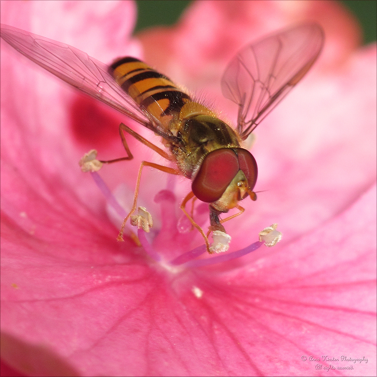 In the pink