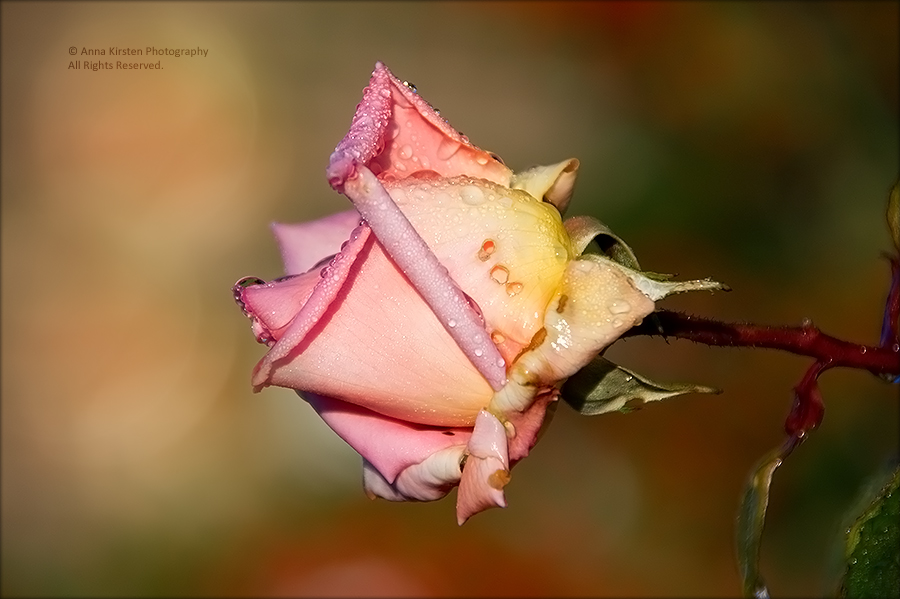 A ROSE ON AN EARLY DECEMBER MORNING