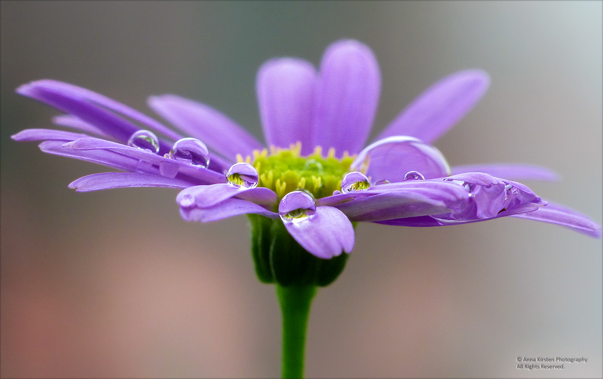 After the rain