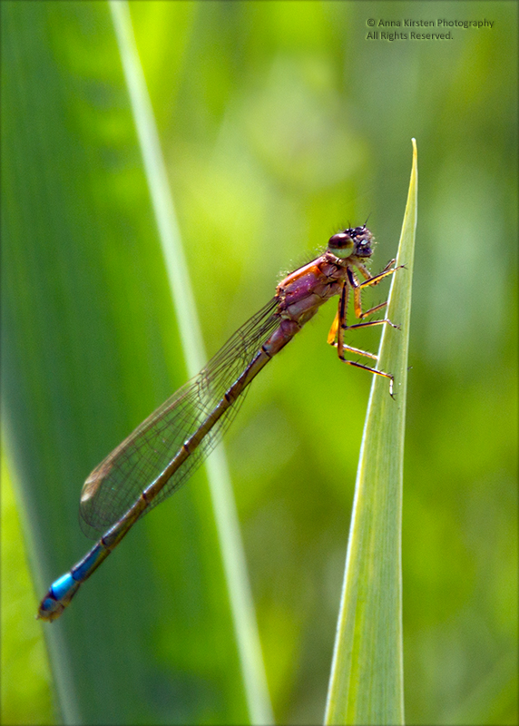 Damsel from our garden