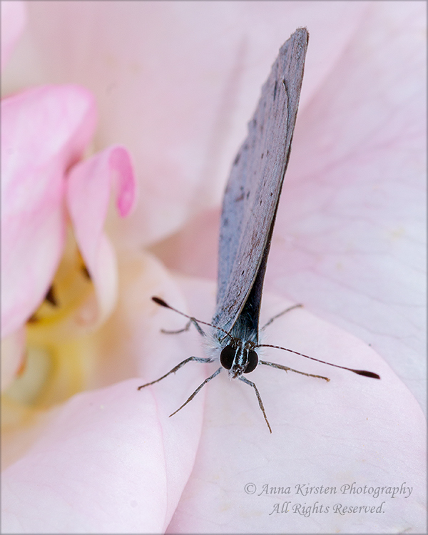 Holly blue butterlfy