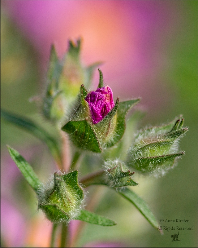 Pink bud,