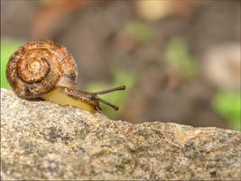 Baby Snail