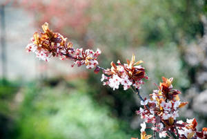 flowers in the window