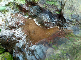 Heart of Nature ...