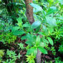 Guess what plant ... (6)