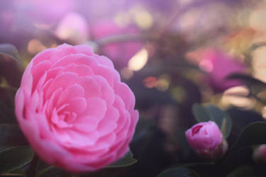 Pink Ranunculus 1