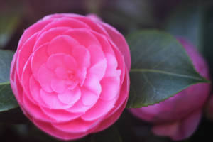 Pink Ranunculus 4