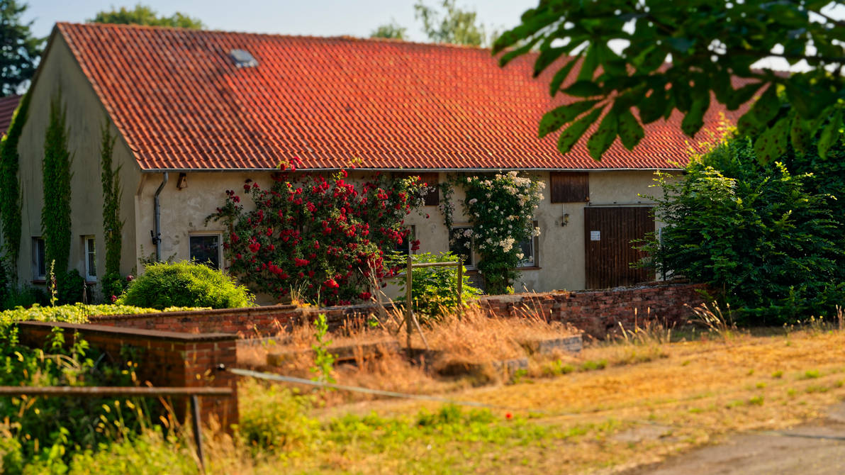 Roadside Roses by benkeii on DeviantArt