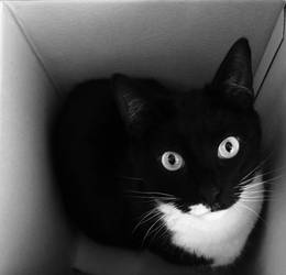 Cat in a box 2