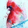 Cardinal. watercolor painting