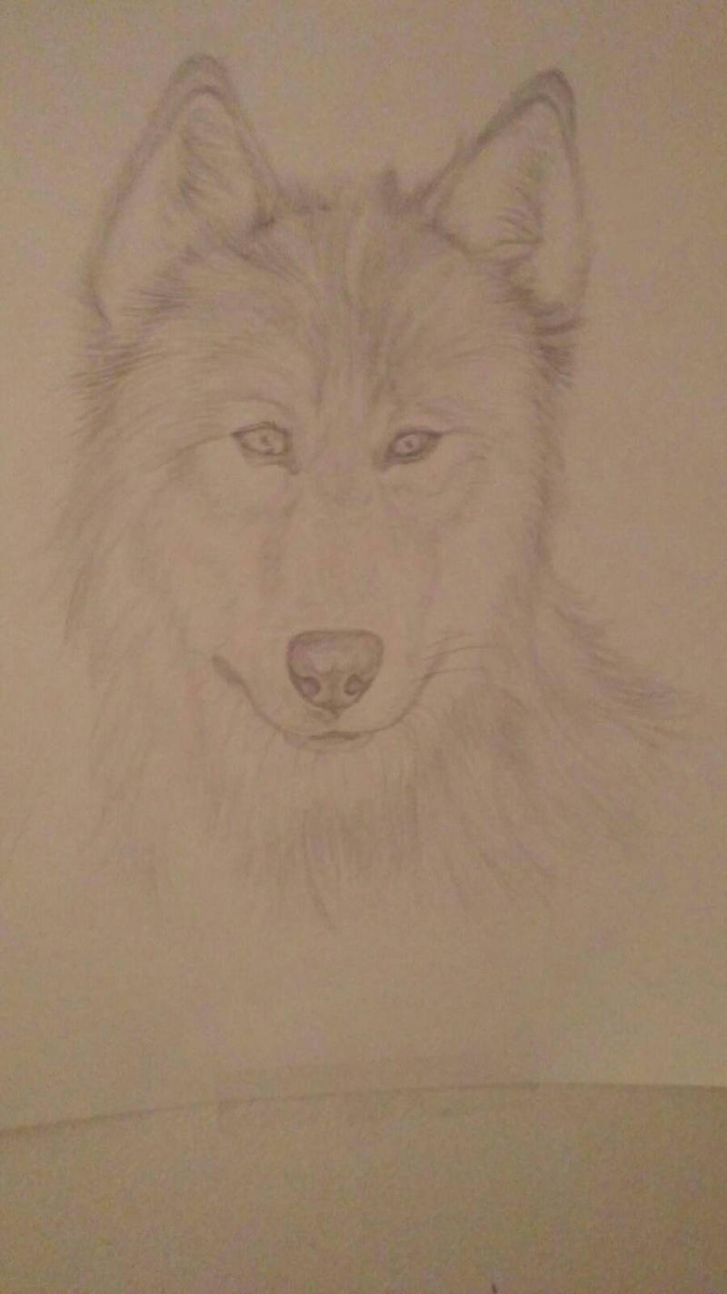 Realistic Wolf