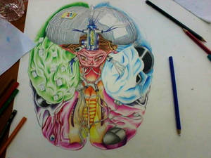 Brain.