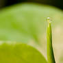 Dew Drop Persistent