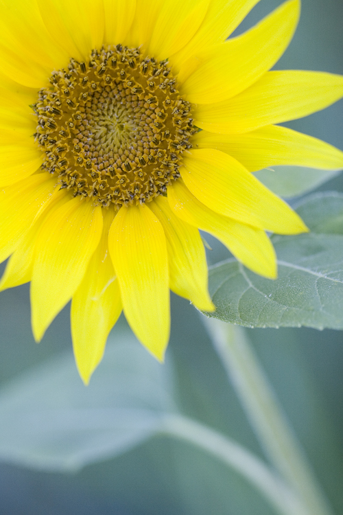 Lonely Sunflower