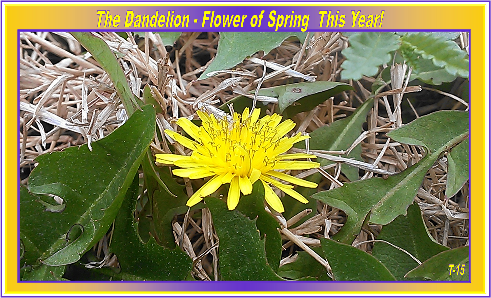 Dandelion2015