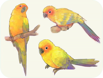 Sun parakeet-