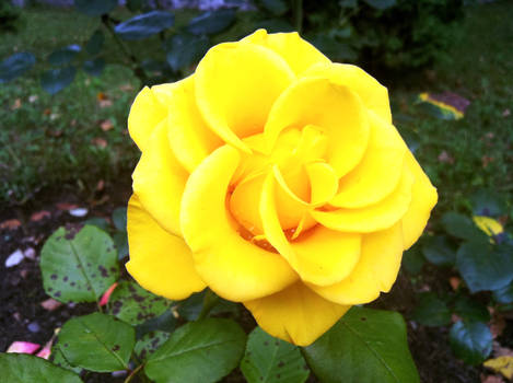 Yellow Rose