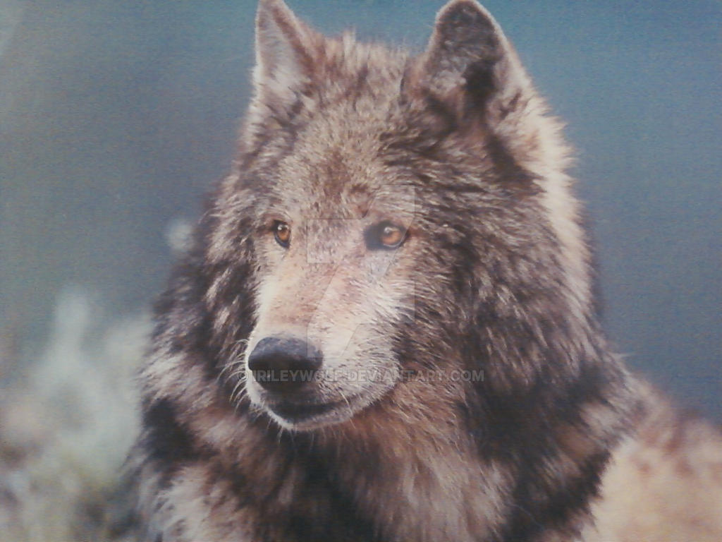 Surprised Wolves Wolf Looking Surprised by iRileyWolf on DeviantArt