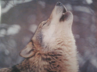 Howling Red Wolf