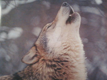 Howling Red Wolf